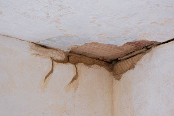 Best Water damage contractors near me  in Collinsville, TX
