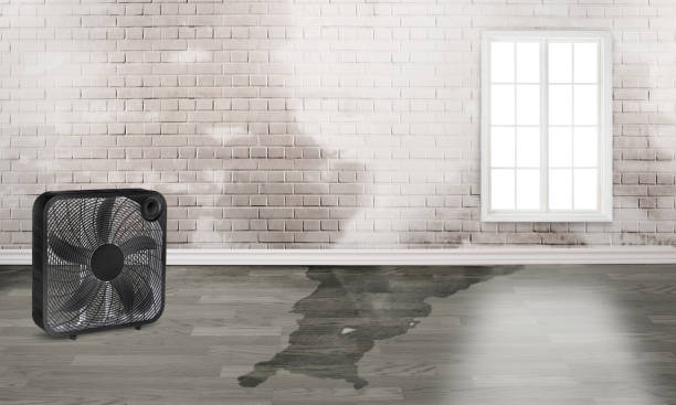 Best Water damage restoration near me  in Collinsville, TX
